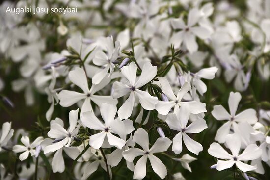 Skėstašakis flioksas (Phlox divaricata) 'May Breeze'